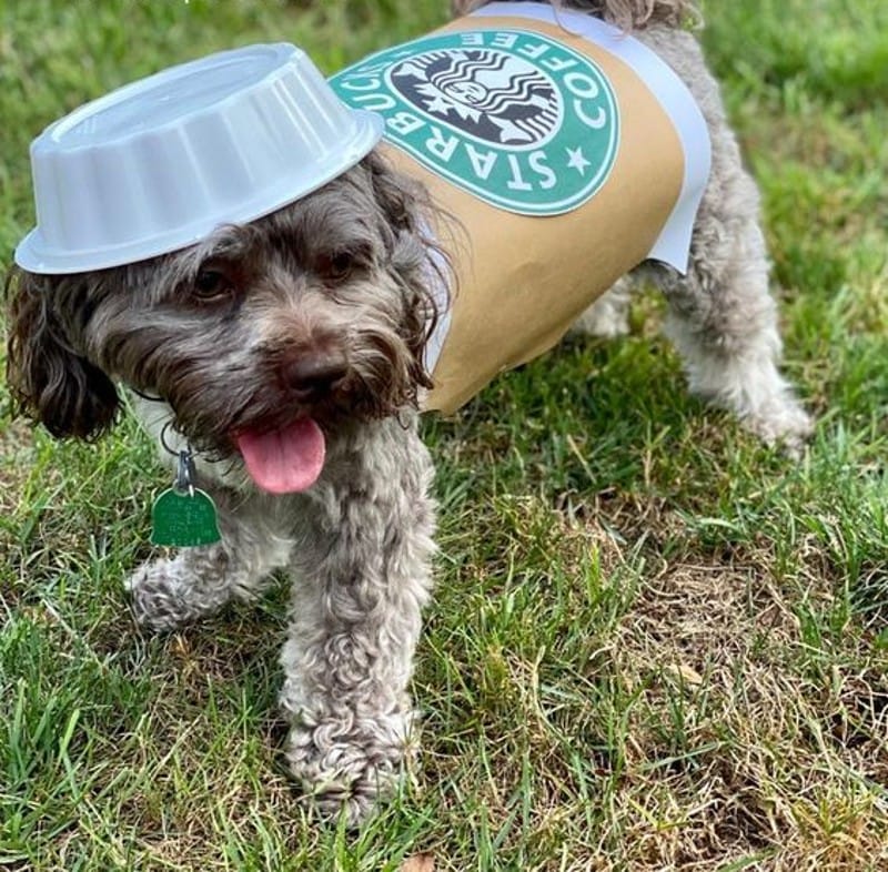 DIY Halloween Costume for Ferrets