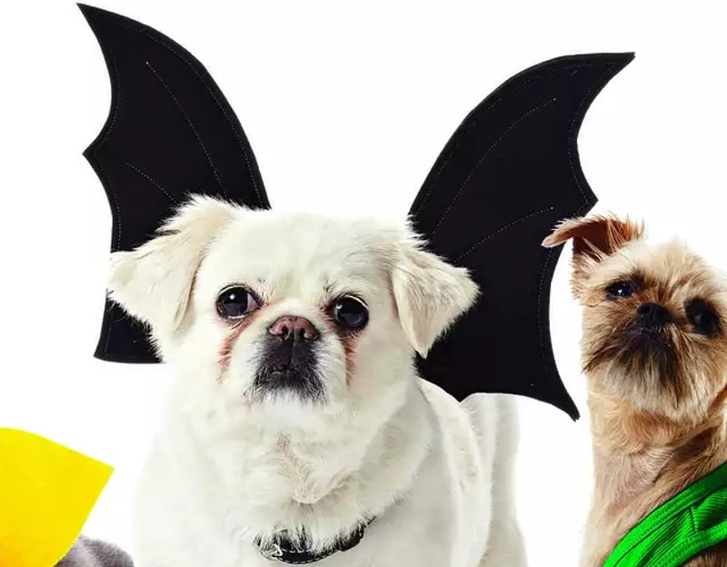 DIY Halloween Costume for Ferrets