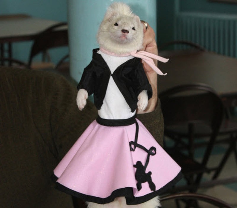 DIY Halloween Costume for Ferrets