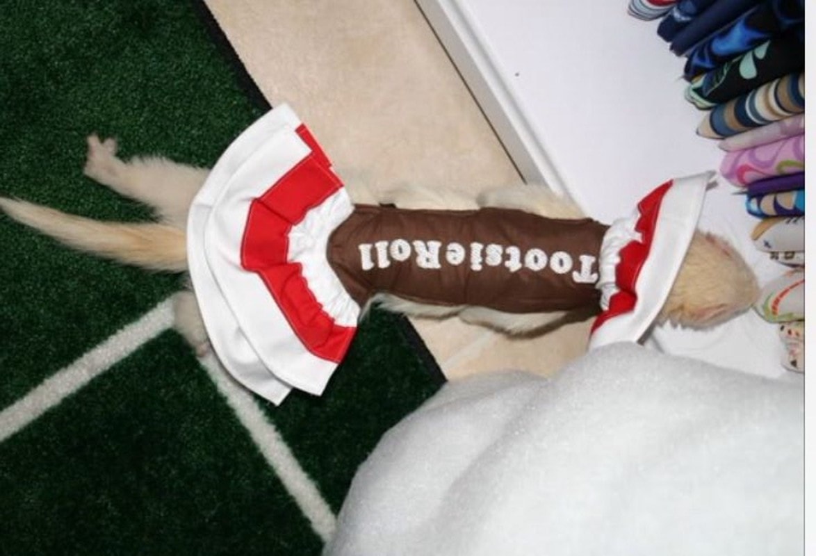 DIY Halloween Costume for Ferrets