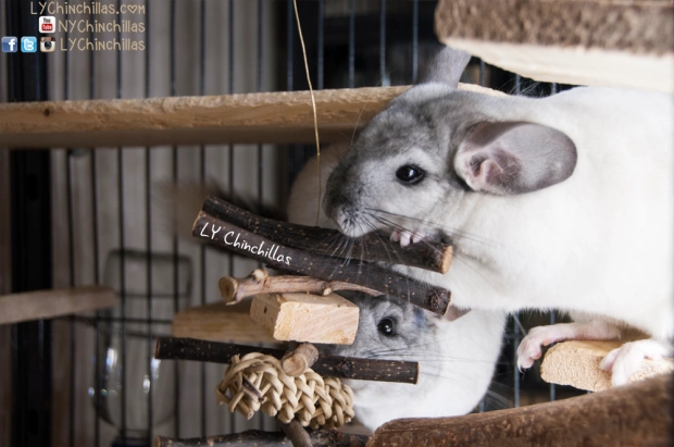 DIY Hanging Wood Chinchilla Toys Plans