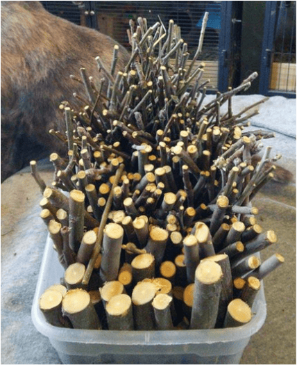 DIY Natural Wood Chinchilla Chew Toy Plans