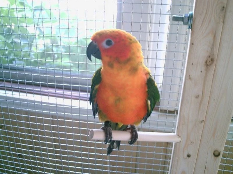 DIY Pet Bird Room Ideas