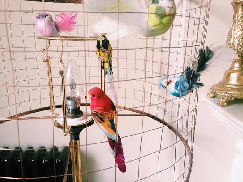 DIY Pet Bird Room Ideas