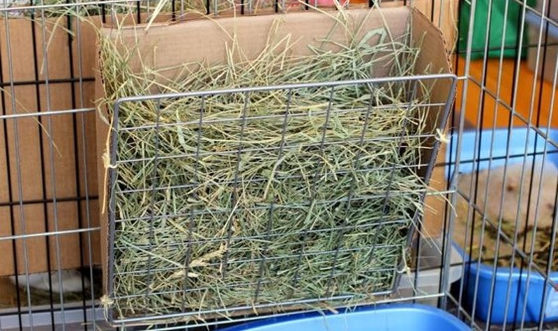 DIY Rabbit Hay Feeder