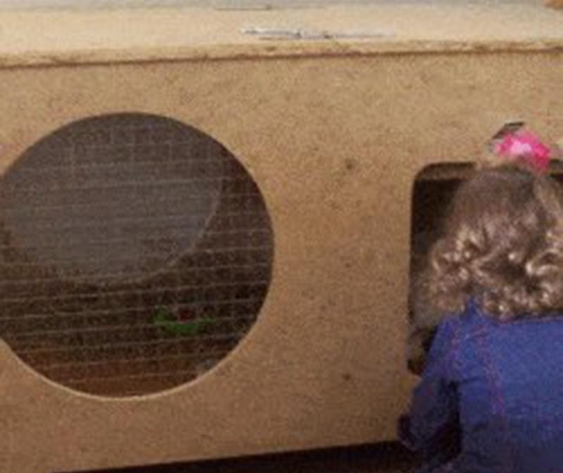 DIY Rabbit Hutch Plans