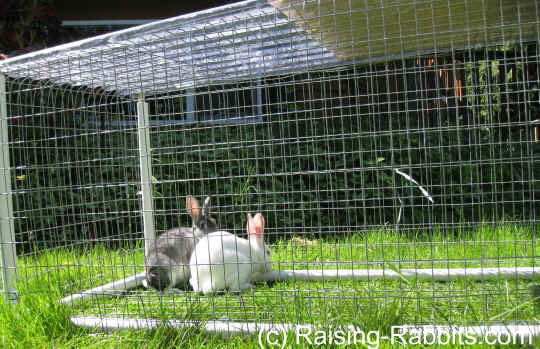 DIY Rabbit Run