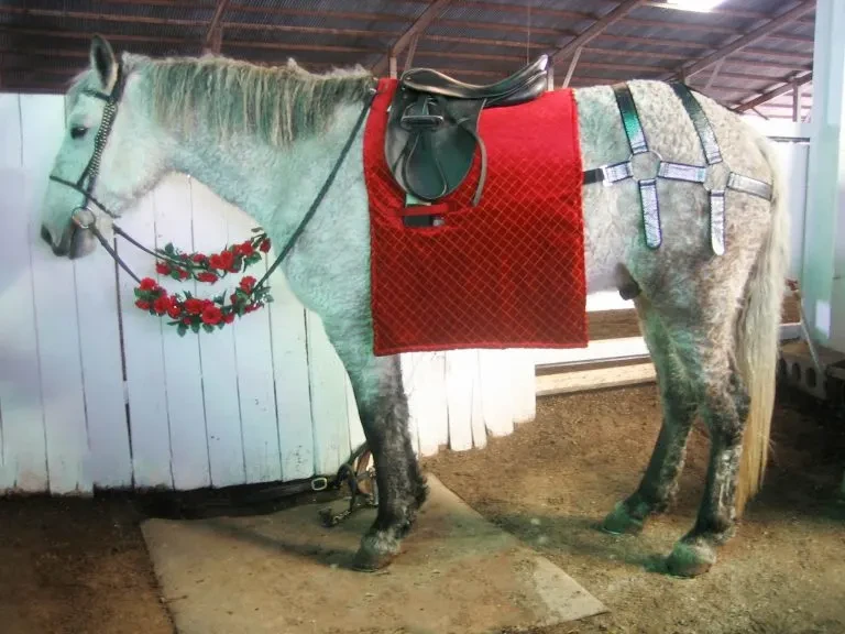 DIY Renaissance Costume