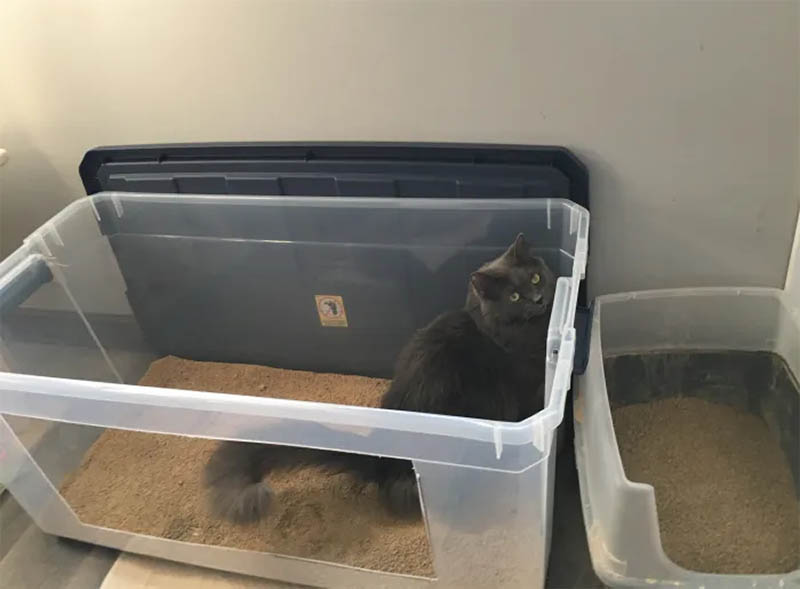 DIY Senior Cat Litter Box for Arthritis
