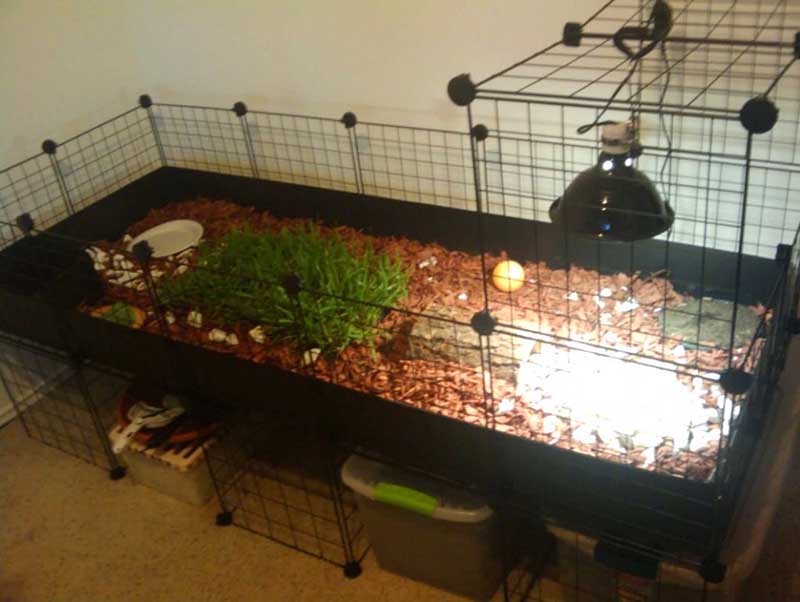 DIY Tortoise Enclosures