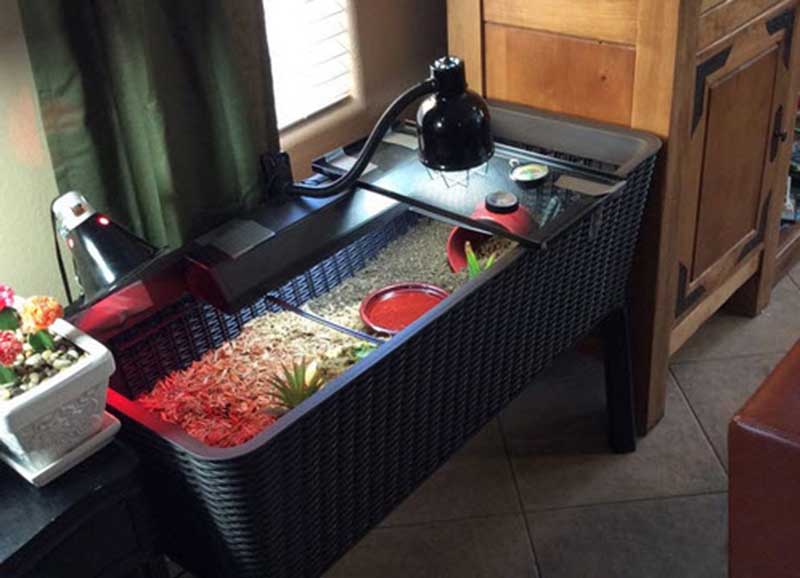 DIY Tortoise Enclosures