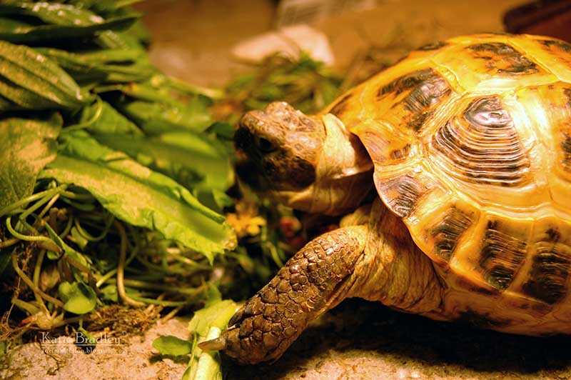 DIY Tortoise Enclosures