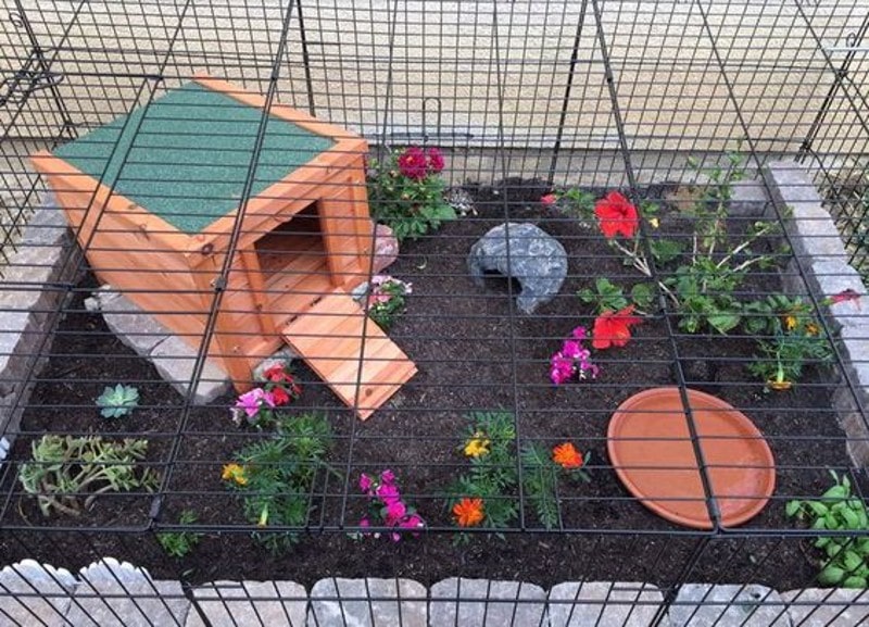 DIY Tortoise Enclosure
