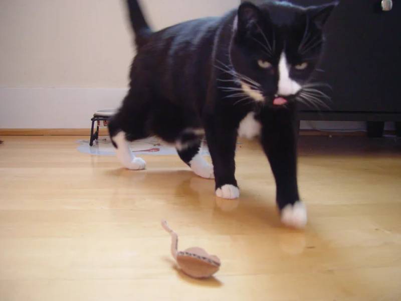 DIY 3D cardboard mouse