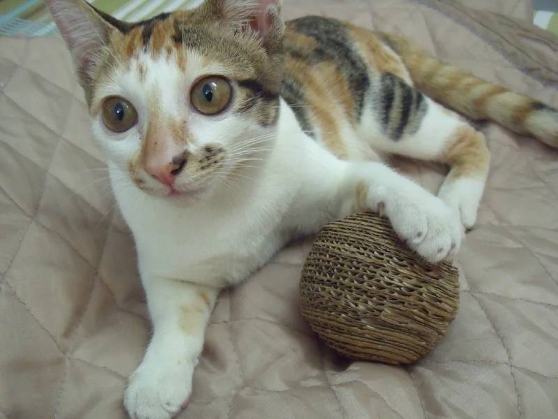 DIY cardboard ball for cat