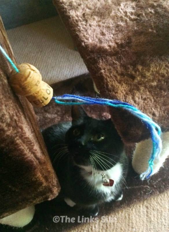 DIY cheap and easy cat toy