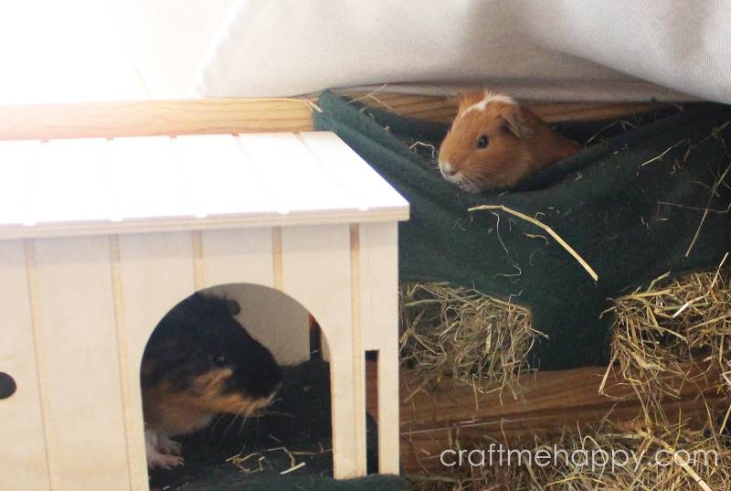 DIY guinea pig cage