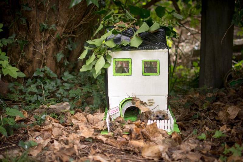 DIY hedgehog house