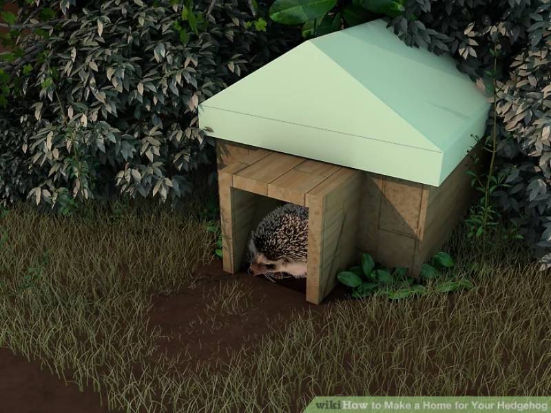 DIY home for hedgehog