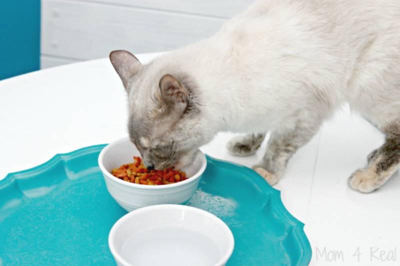 DIY jelly barrier for cat bowls