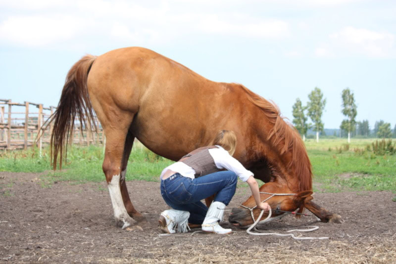 Dabish warmblood with trainer