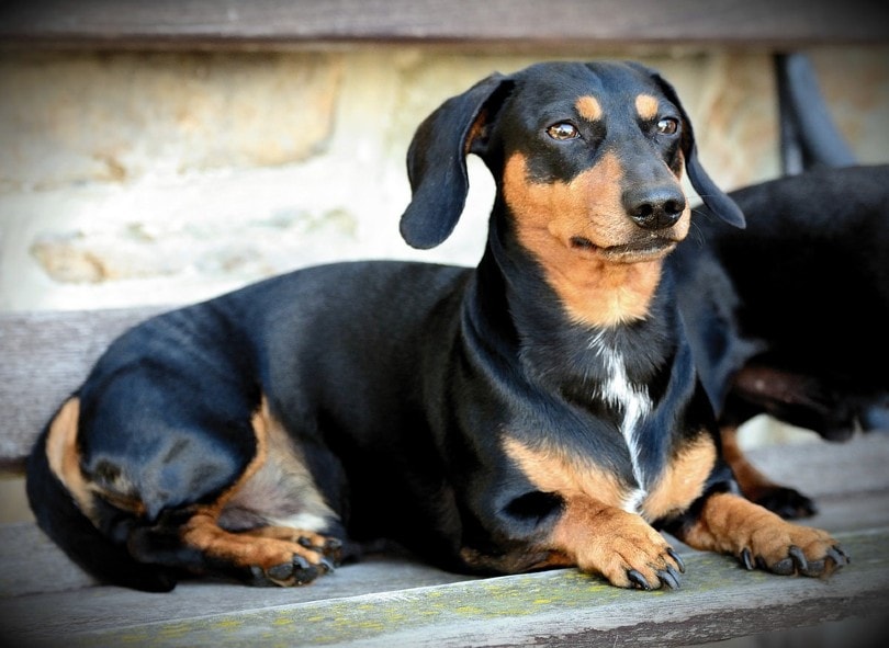 Dachshund Sitting