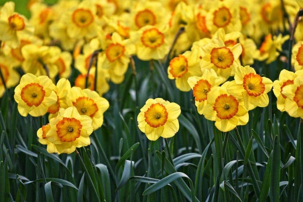 Daffodil field