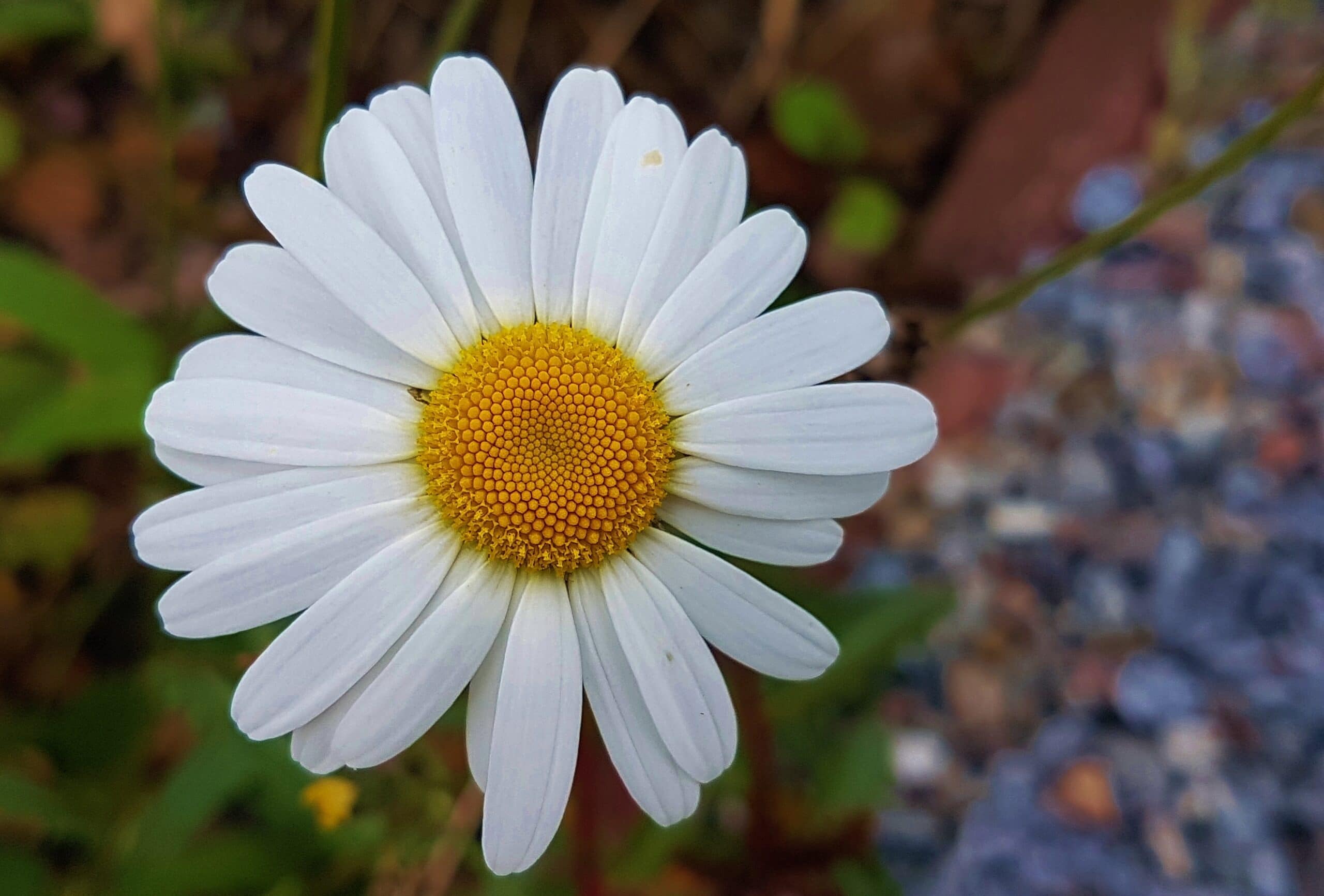 Daisy flower, toxic to cats, toxic to dogs
