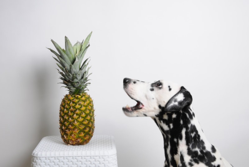 Dalmatian about to bite a pineapple