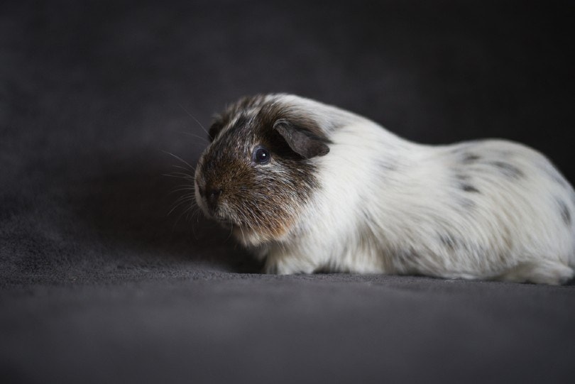 Dalmatian guinea pig