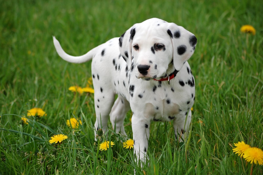 Dalmatian puppy