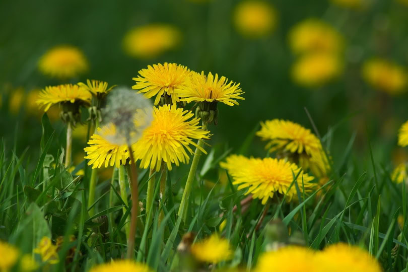 Dandelions in the grass