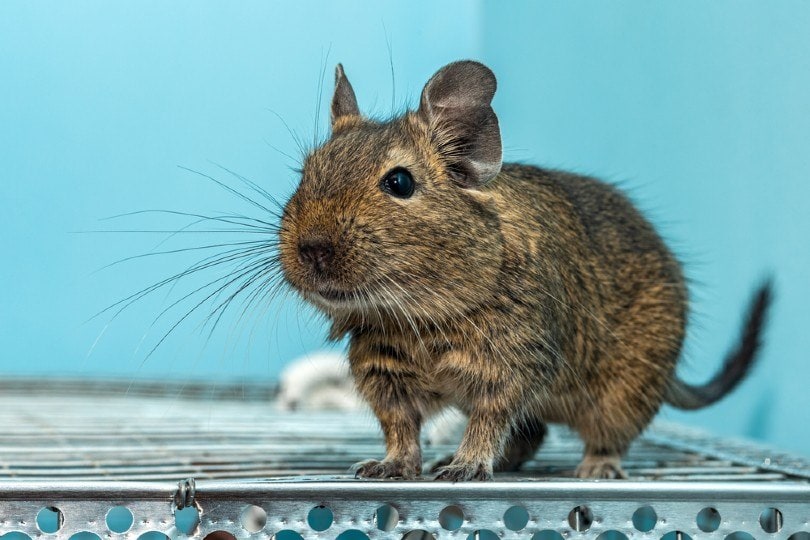 Degu close-up