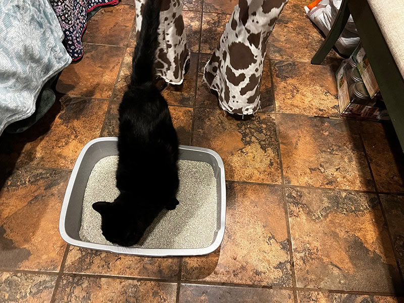 Deja Thoris liking the dr. elsey's ultra cat litter
