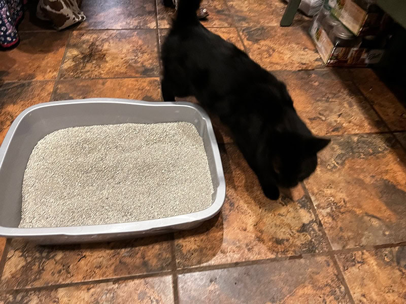 Deja Thoris walking near the litter box with dr. elsey's ultra cat litter