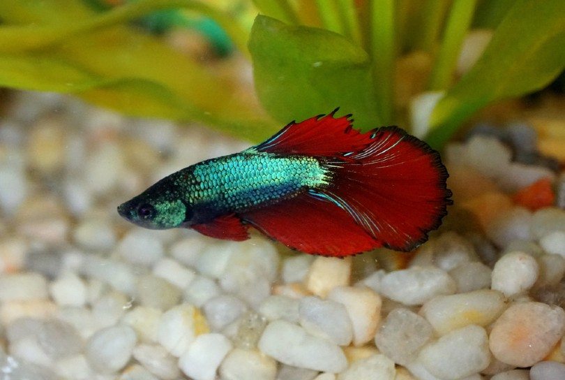 Delta Tail Betta Fish