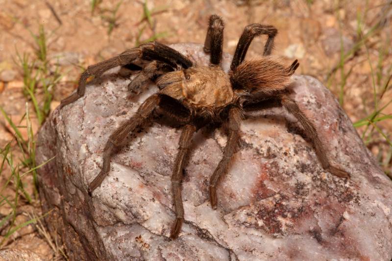 Desert Blonde Tarantula