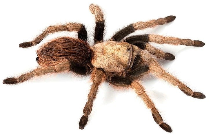 Desert Blonde Tarantula