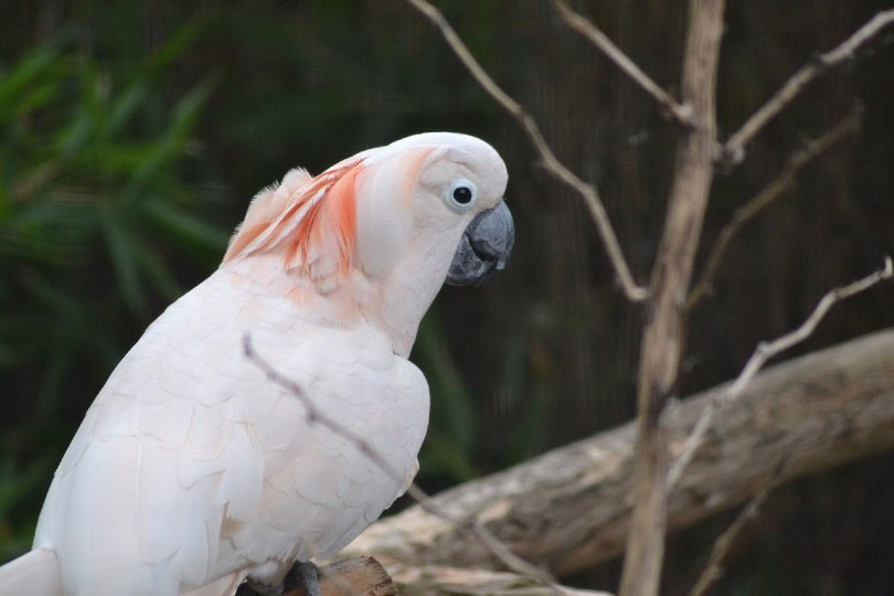 Desert Cockatoo