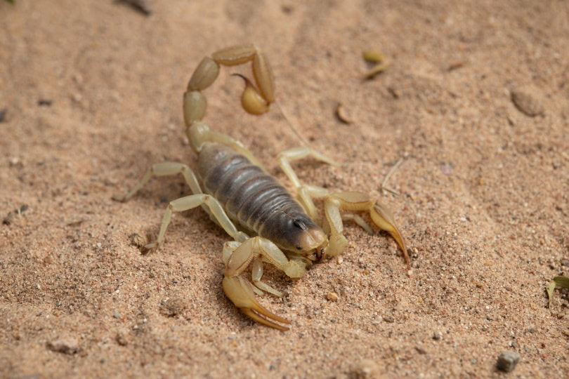 Desert hairy scorpion