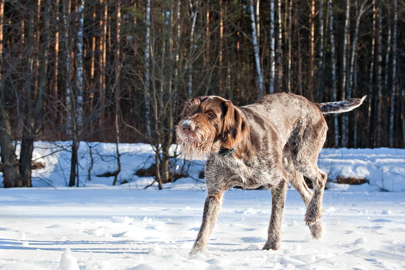 Deutsch Drahthaar in the snow