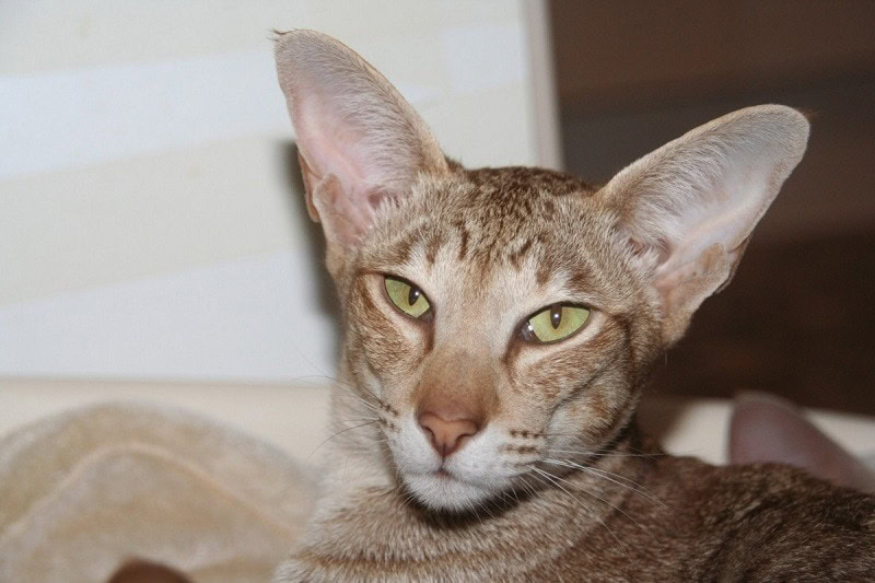 Devon Rex