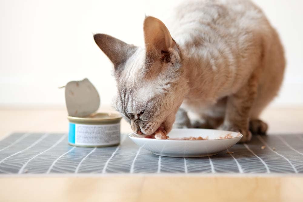 Devon Rex enjoys wet tuna tin can food