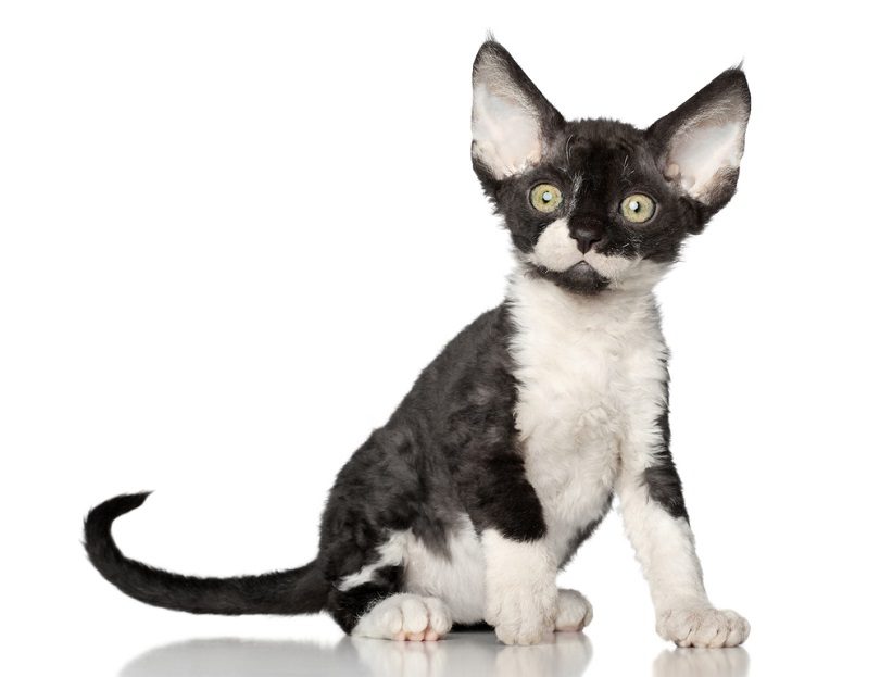 Devon-Rex-kitten_Jagodka_shutterstock