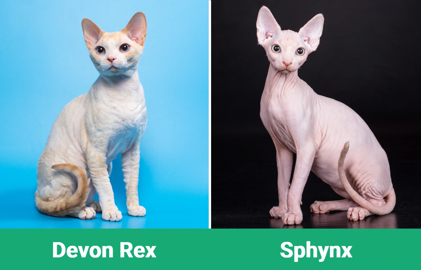 Devon Rex vs Sphynx - Visual Differences