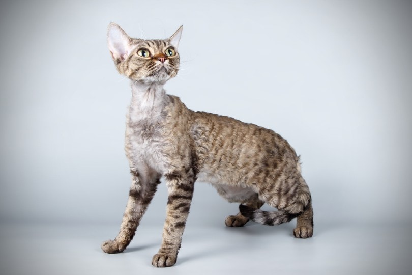 Devon Rex