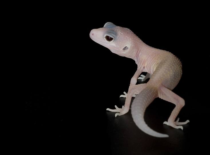 Diablo Blanco leopard gecko