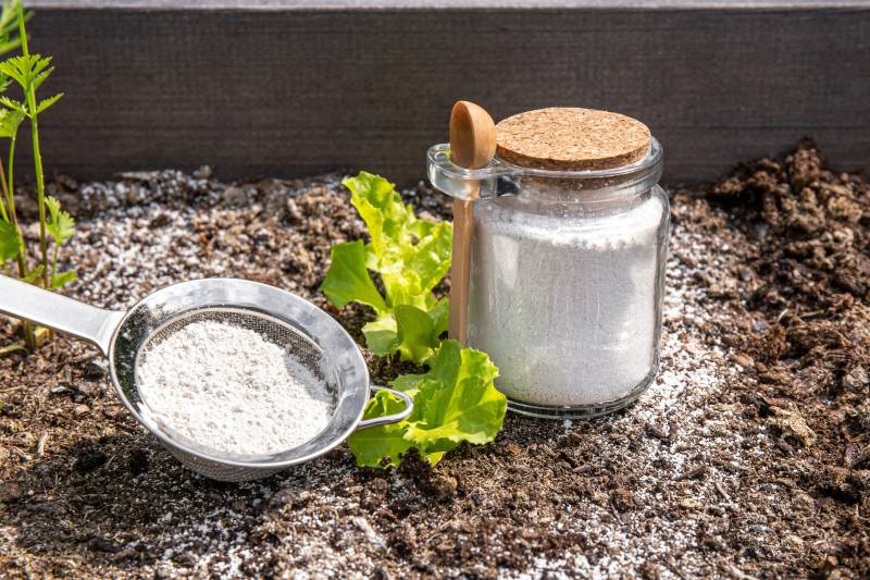 Diatomaceous earth powder in jar