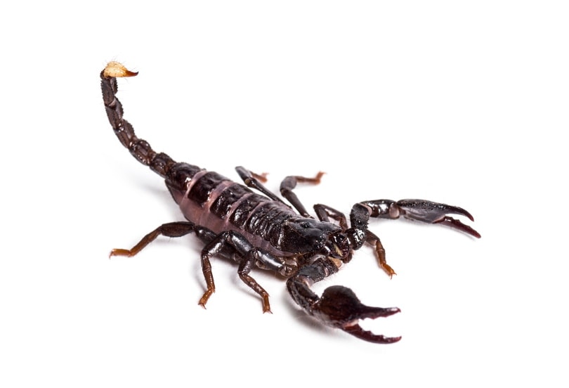 Dictator scorpion