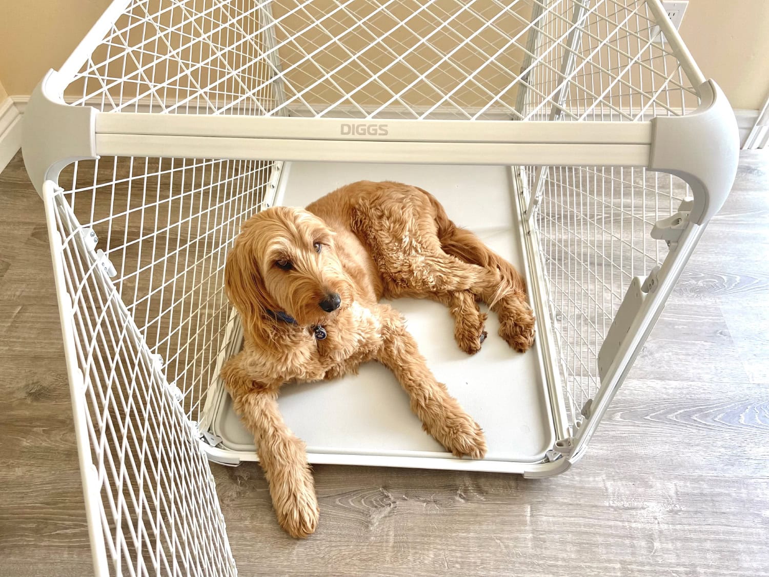 Diggs Evolv Dog Crate - micah lying in the crate